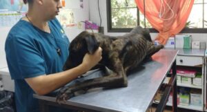 perro-rescatado-en-eldorado-diciembre-2024