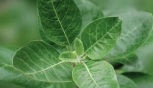 planta-que-combate-el-estres