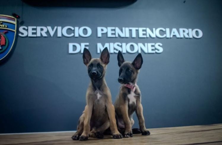 kira y max