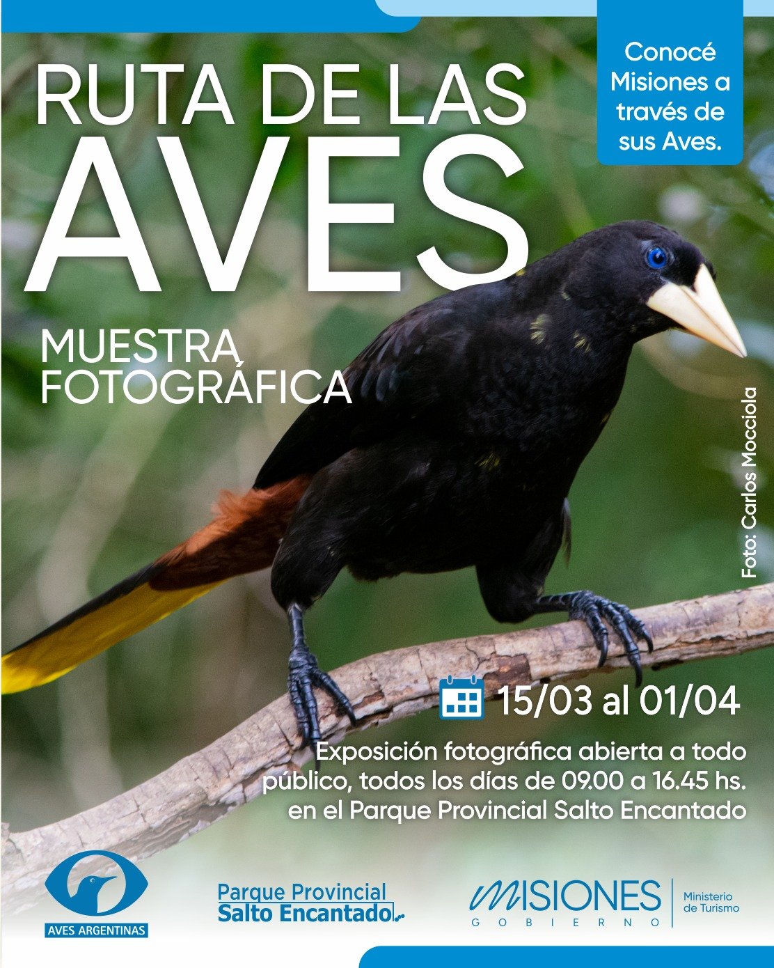 aves en Misiones