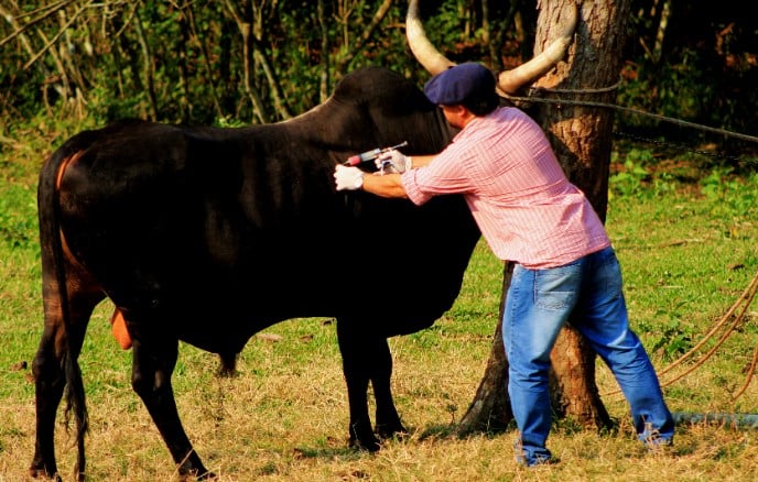 ganadería