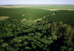 Carbono-Forestal
