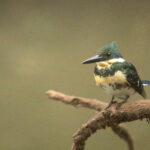 Observacion-de-aves-2