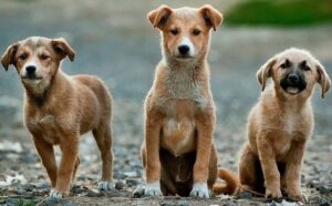 Perro-sin-raza-2