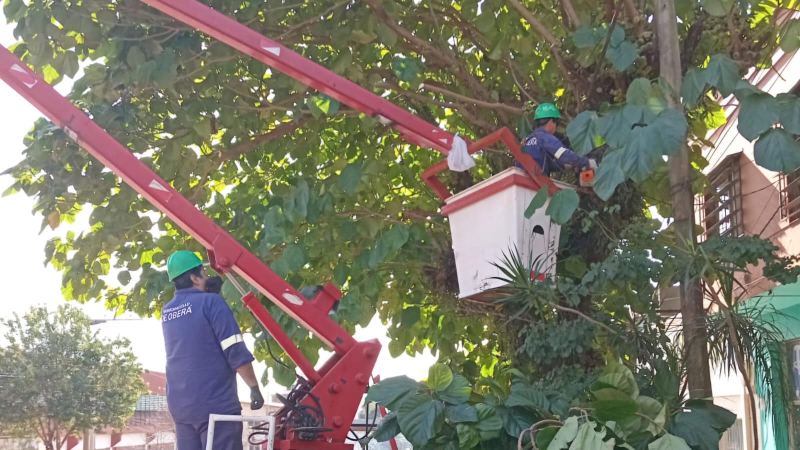 operativo de poda en Posadas