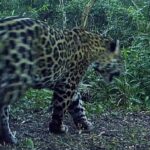 Proyecto-Yaguarete-Nuevo-ejemplar-en-el-PN-Pilcomayo