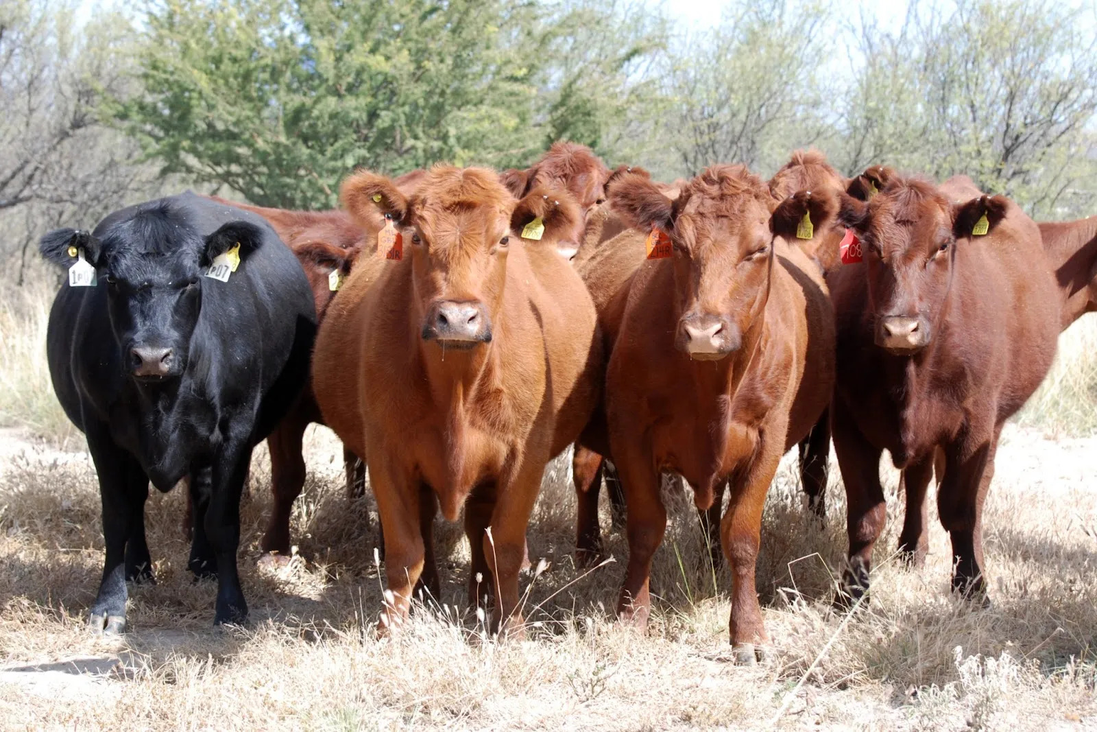 El Gobierno nacional liberó la importación de productos veterinarios