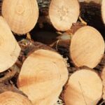 Brasil-pinus1-696x419-1