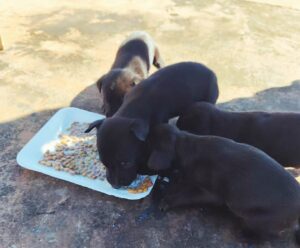 Perritos-rescatados-1-e1751031575367