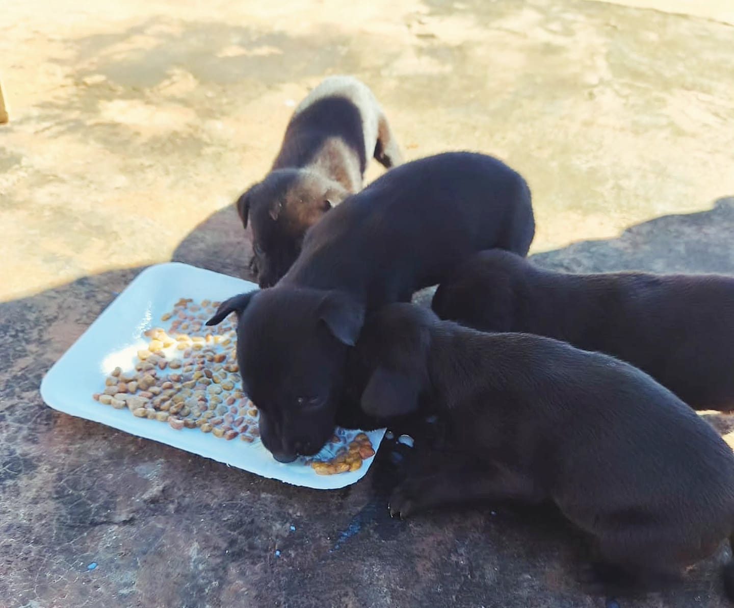 Seis perros fueron rescatados por la Policía
