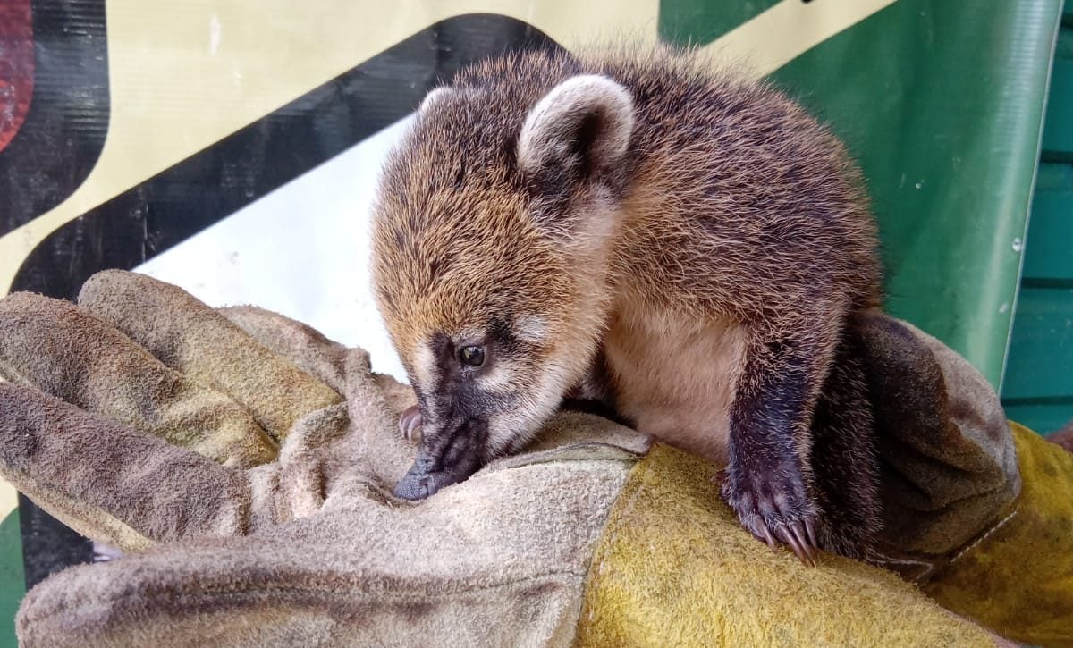 especies de animales protegidas en Misiones