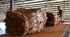 Tabaco-1-1