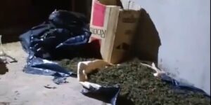 marihuana-incautada
