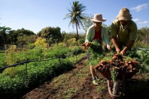 Agricultura-4