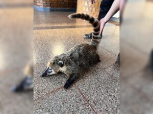 coati-atropellado-en-Obera