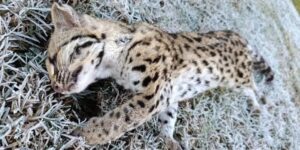 gato-onza-muerto-en-ruta-12