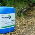 glifosato