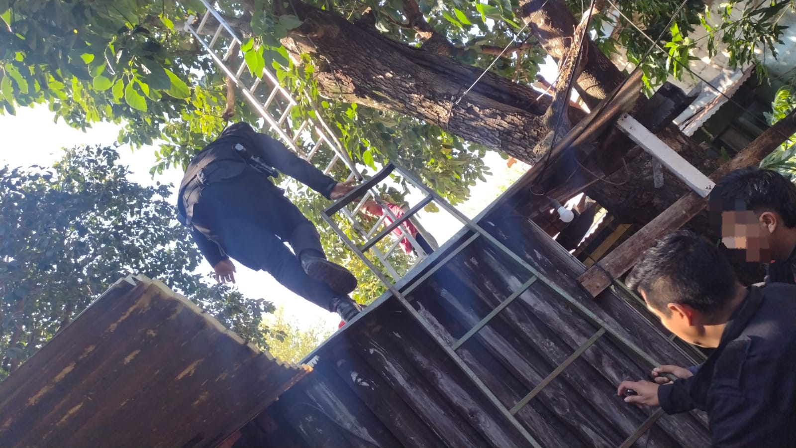 hombre podaba cayó y murió