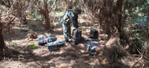 Hallan-509-kilos-de-marihauana-en-el-monte-misionero-2