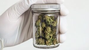cogollo-marihuana