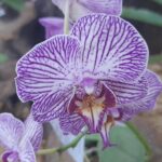 Fiesta-Nacional-de-la-Orquidea-y-Provincial-de-la-Flor-9-scaled-1-2048x922