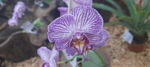 Fiesta-Nacional-de-la-Orquidea-y-Provincial-de-la-Flor-9-scaled-1-2048x922
