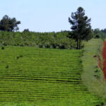 Te-en-Misiones