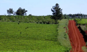 Te-en-Misiones