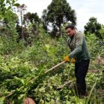 Yerba-mate-tareferos-44