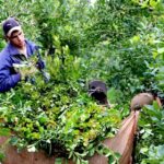 yerba-mate-19