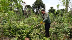 Yerba-mate-tareferos-44