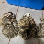 allanamiento-de-una-veterinaria-en-Posadas-13