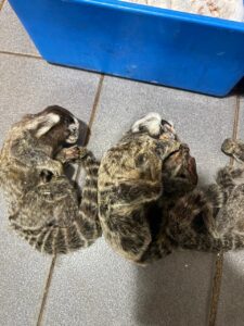 allanamiento-de-una-veterinaria-en-Posadas-13