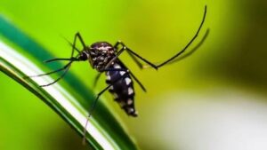 dengue-2