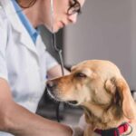 veterinarios_laboral-980x550-1