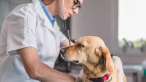 veterinarios_laboral-980x550-1