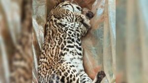 Gato-onza-muerto-en-Andresito-e1764188713631