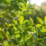 THC140-FLASH-PLANTAS_MAESTRAS-APERTURA-por_Pablo_Rodriguez_Merkel-e1679084334819-2048x1538