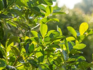 THC140-FLASH-PLANTAS_MAESTRAS-APERTURA-por_Pablo_Rodriguez_Merkel-e1679084334819-2048x1538