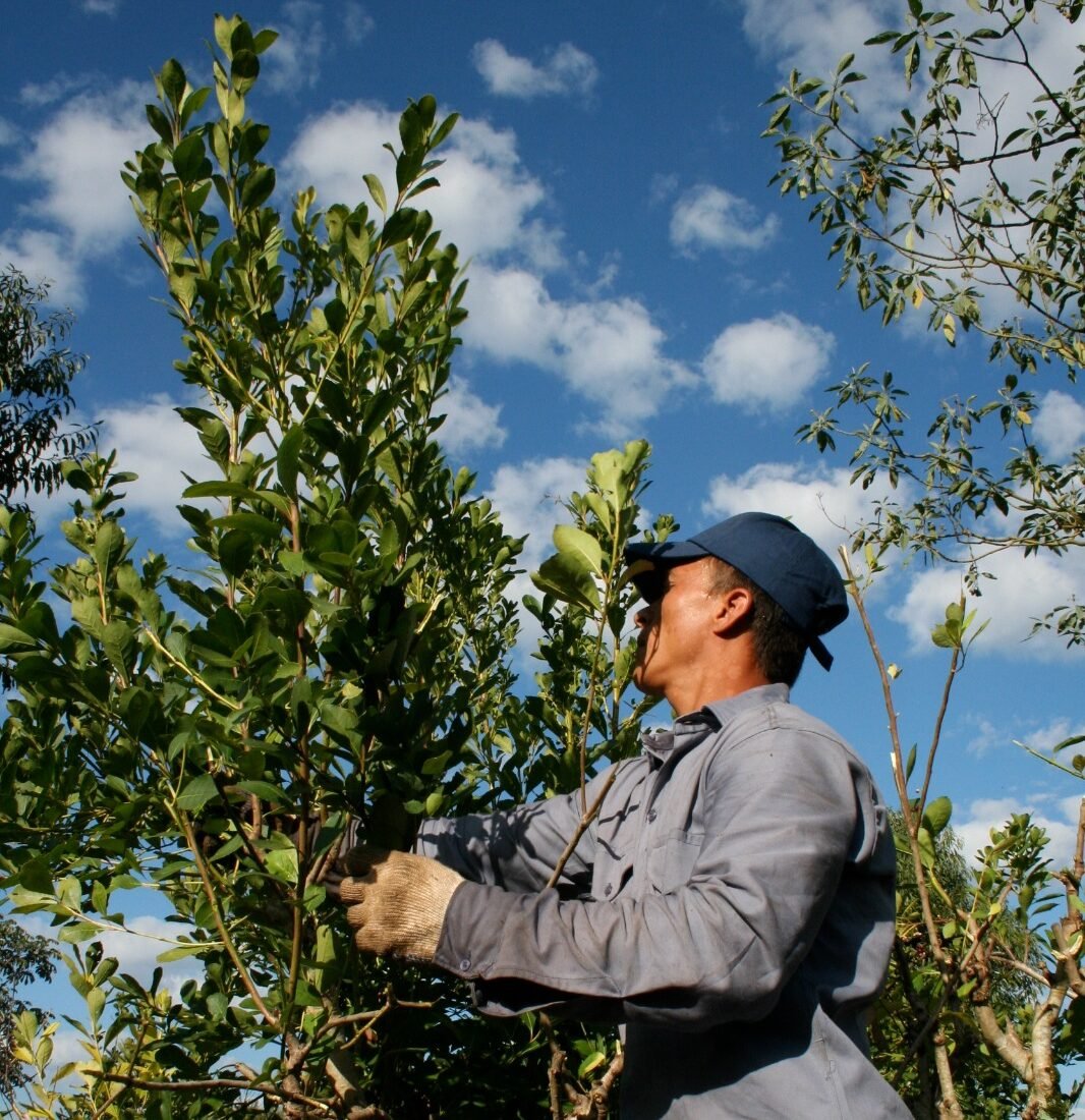 cadena yerbatera- Yerba Mate cheques diferidos para el sector yerbatero