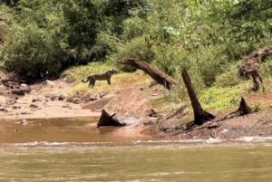 yaguarete-y-su-cria-1