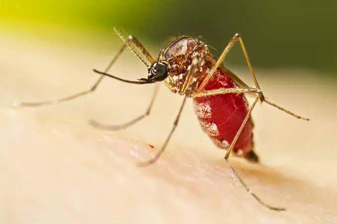 Dengue en Misiones