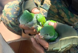 rescatan-loros-e1764886277108