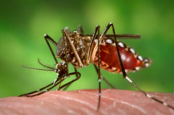 Dengue en Posadas