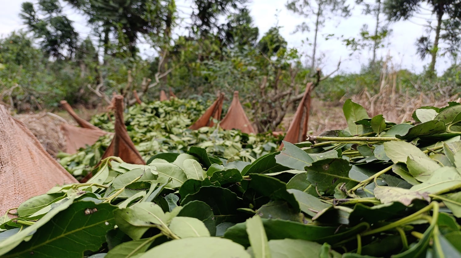 Yerbateros de Misiones Programa Intercosecha Jornadas Itinerantes para productores yerbateros