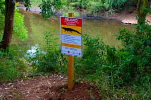 Yacare-en-el-Torto-1