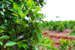 Yerba-Mate-01-2048x1365