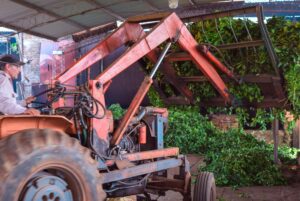 Yerba-Mate-02-2048x1369