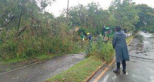 arbol-caido-av-zapiola-posadas-2