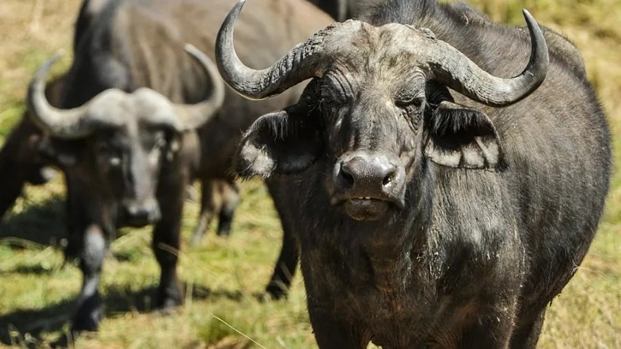 carne de búfalo